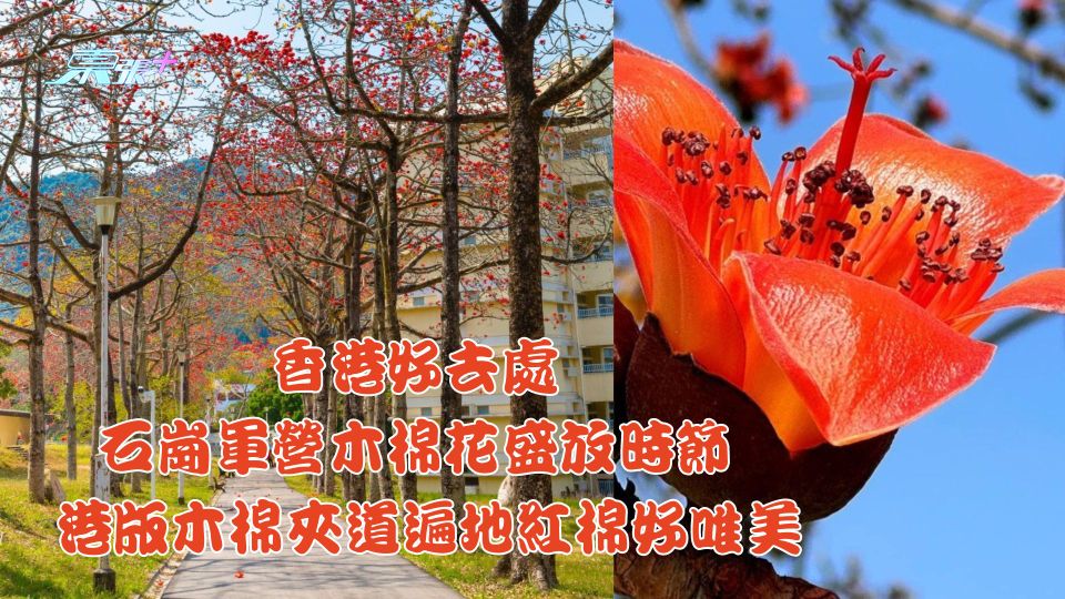 香港好去處丨石崗軍營木棉花盛放時節 港版木棉夾道遍地紅棉好唯美