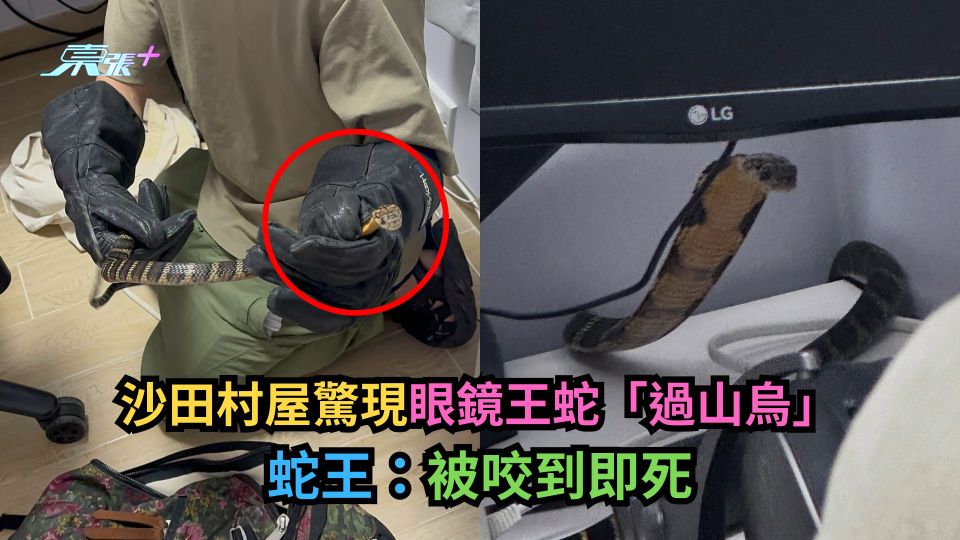 沙田村屋驚現眼鏡王蛇「過山烏」　蛇王：被咬到即死