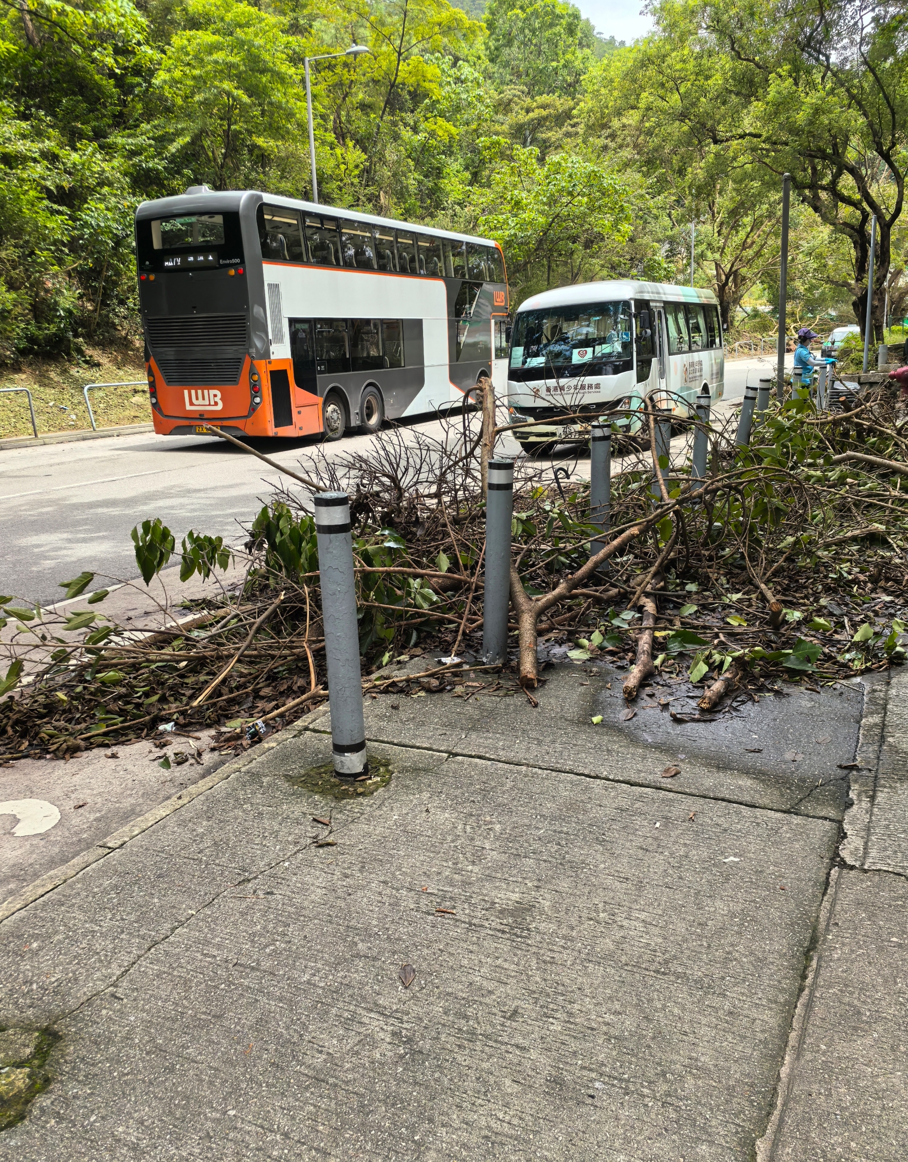 東張西望報料｜大埔巴士站變「樹枝站」　乘客被迫出馬路上車惹安全隱患 （觀眾余先生報料）