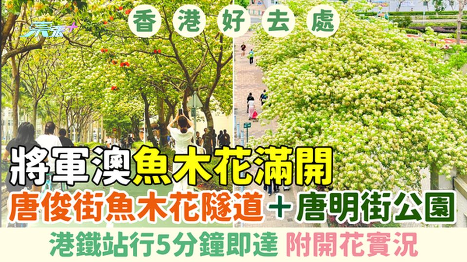 香港好去處｜將軍澳魚木花滿開：唐俊街魚木花隧道＋唐明街公園 港鐵站行5分鐘即到 附開花實況