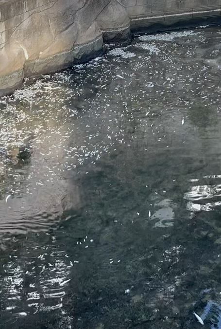 啟德河驚現死魚氾濫　渠務署認緊急維修致局部河段乾涸發致歉