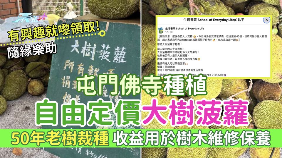 屯門佛寺種植自由定價大樹菠蘿 50年老樹裁種/收益用於樹木維修保養/即睇領取地點