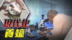 港大去年成立全港首個校園生蠔養殖場 料至少未來三個月產2400萬串蠔苗