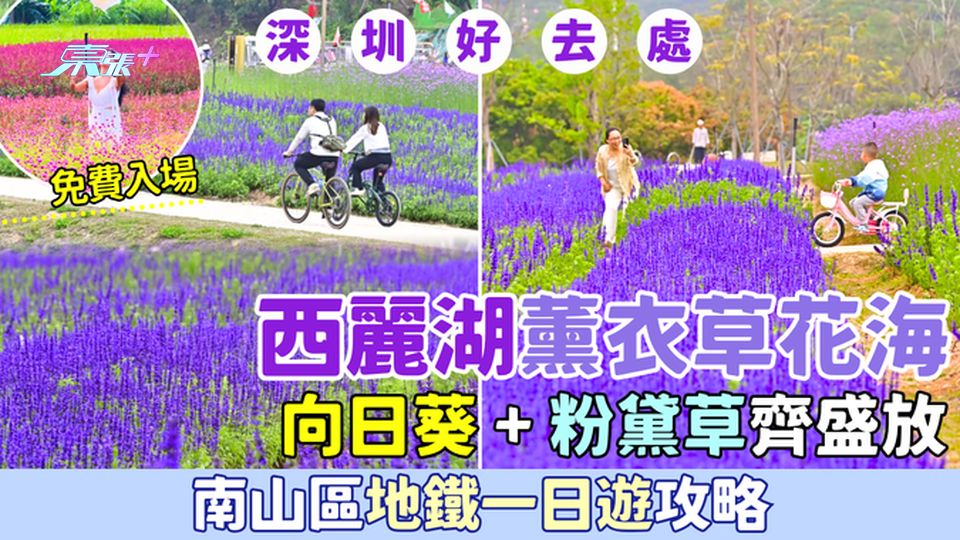 深圳好去處｜西麗湖薰衣草花海+向日葵＋粉黛草 南山區地鐵一日遊攻略