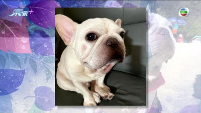 法國鬥牛犬 的搜尋結果 東張