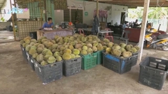 泰國商人收購大馬貓山王銷往中國掀爭議 大馬指正與華溝通籲果農耐心