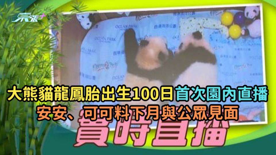 大熊貓龍鳳胎出生一百日首次園內直播  安安、可可料下月與公眾見面