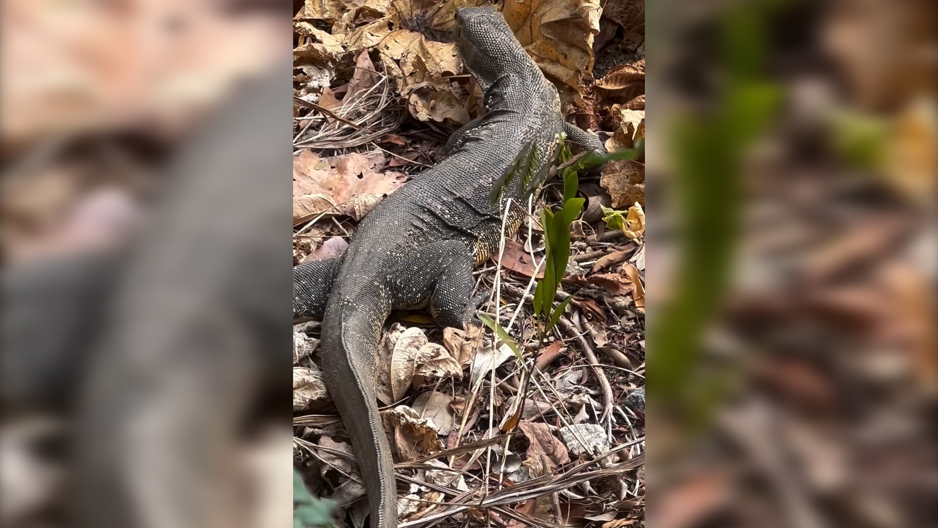 東張西望報料｜沙田城門河旁驚現「奇怪不明物種」　街坊笑稱：金城安條龍