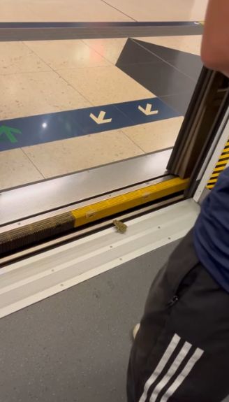 港鐵屯馬線驚現青蛙坐車仲識落車　網民：真係旅行青蛙