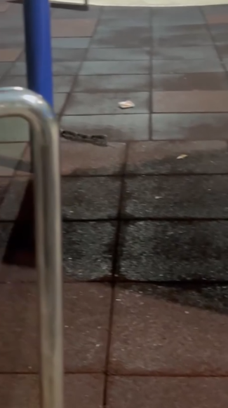 有片｜港公園「老鼠」全家出沒嚇途人似鼠形蜈蚣　街坊揭真身原來係佢