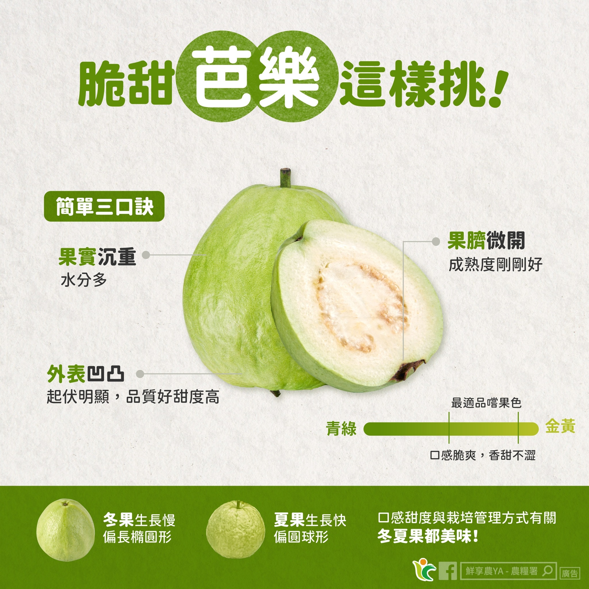 May be an image of fruit and text that says '脆甜 脆甜芭樂這樣挑！ 甜芭樂 這樣挑！ 簡単三口訣 果實沉重 水分多 果臍微開 成熟度剛剛好 外表凹凸 起伏明顯，品質好甜度高 起伏明顯 品質好甜度高 青綠 最適品嚐果色 金黃 口感脆爽，香甜不證 口感脆爽 ，香甜不湿 冬果生長慢 偏長精图形 夏果生長快口感甜度與裁培管理方式有閣 夏果生長快 口感甜度與栽培管理方式有關 信回妹形冬夏果都美味！ 偏圓球形 冬夏果都美味！ 鮮享農YA-農種器廣日 廣告] 鲜享農YA-農經器只 鮮享農YA-'