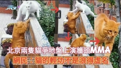 北京兩隻貓爭地盤上演牆頭MMA  網民：「貓貓的輕功不是浪得虛名！」