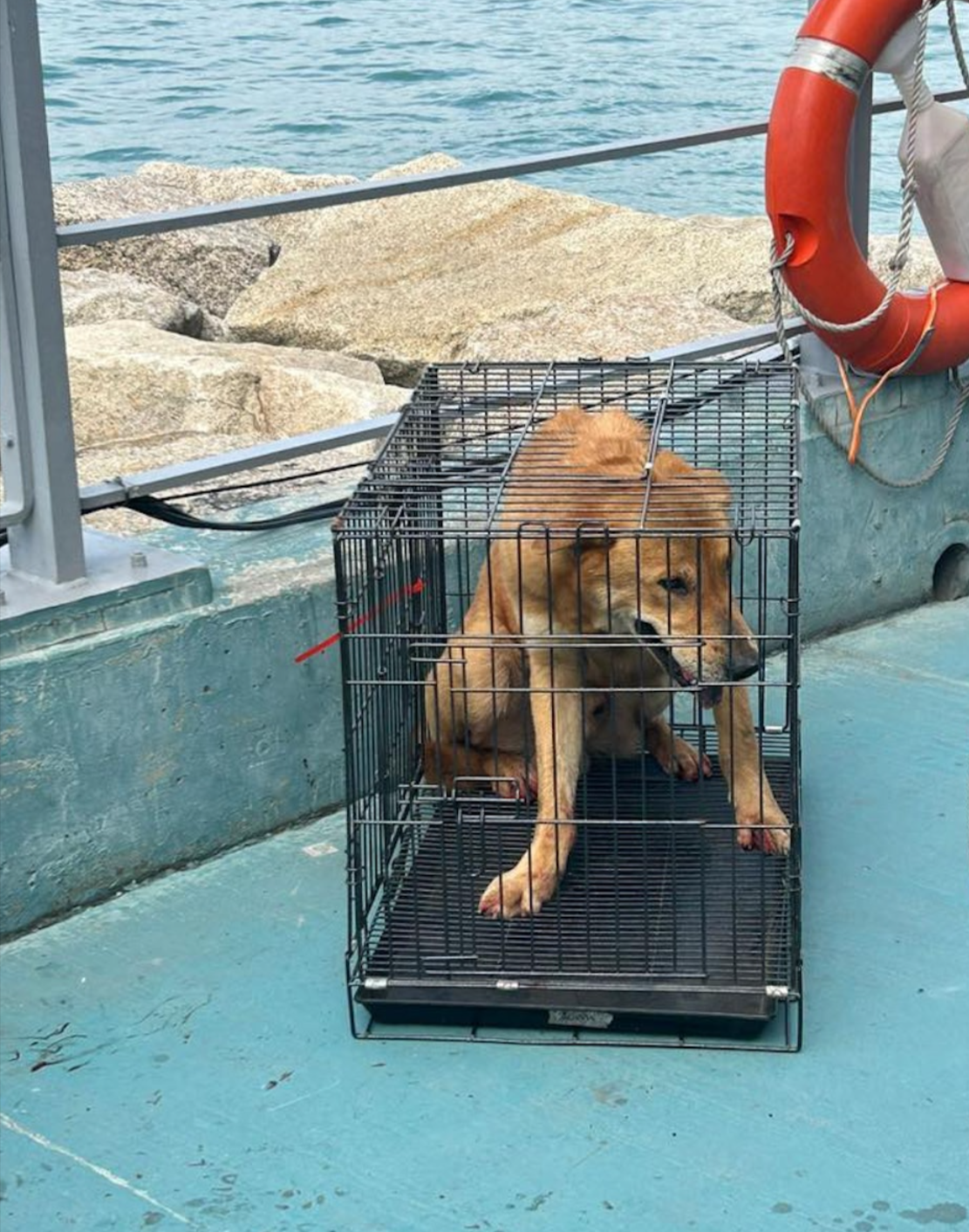 狗隻上午11時28分離開東區走廊，跑進東岸公園。半小時後，由義工、警方及愛協督察合力救起。