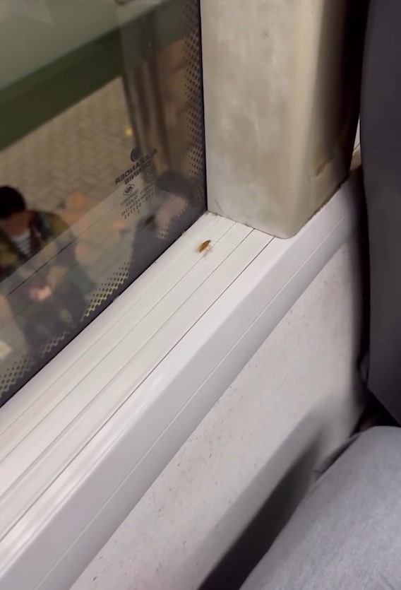巴士車廂驚現「小強」好污糟　清潔度成疑　乘客：成架車full晒走唔甩
