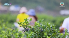 四川有村民憑栽種藍莓成功脫貧 遠銷全國振興村落經濟