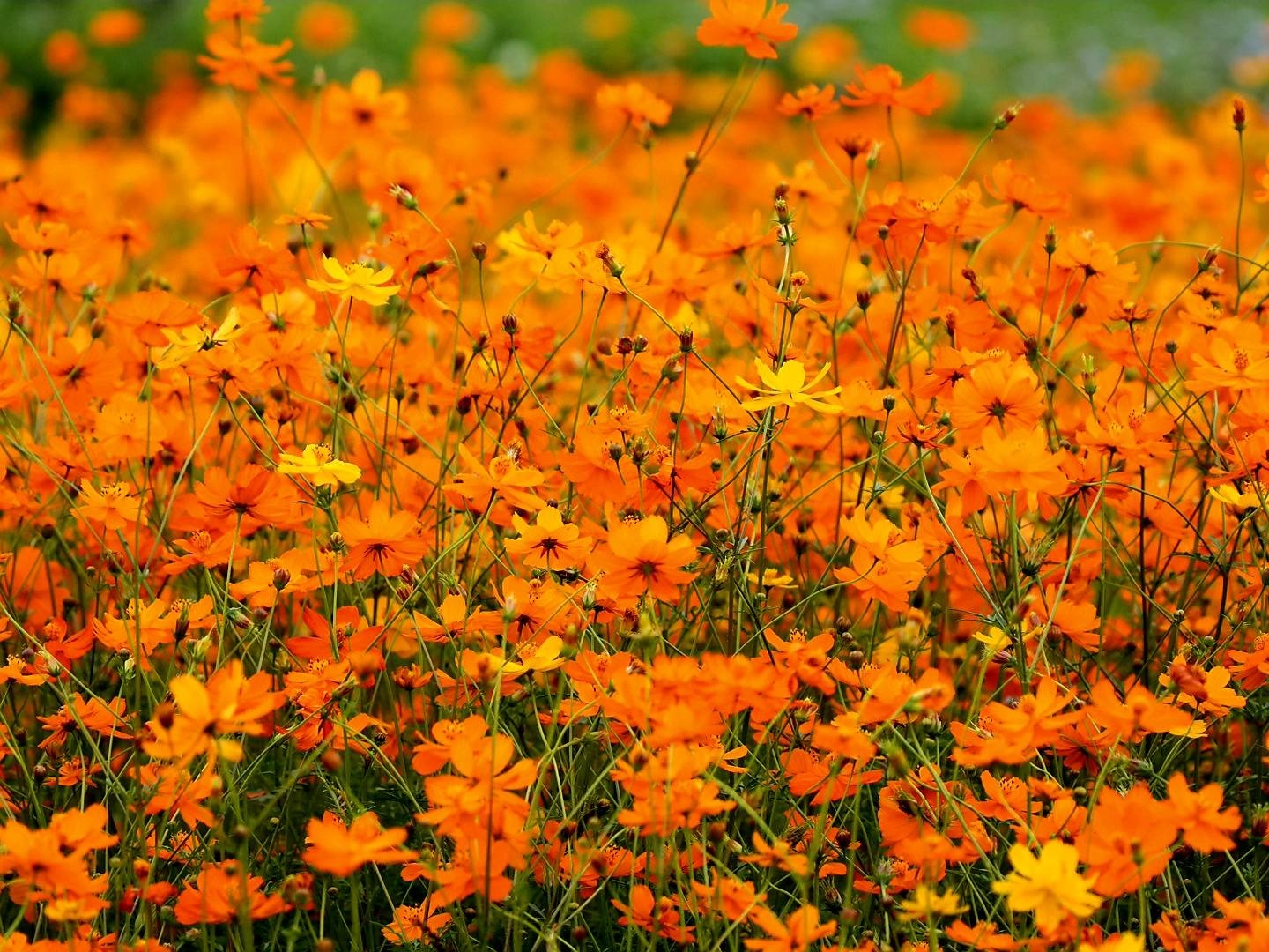 可能是花的圖像