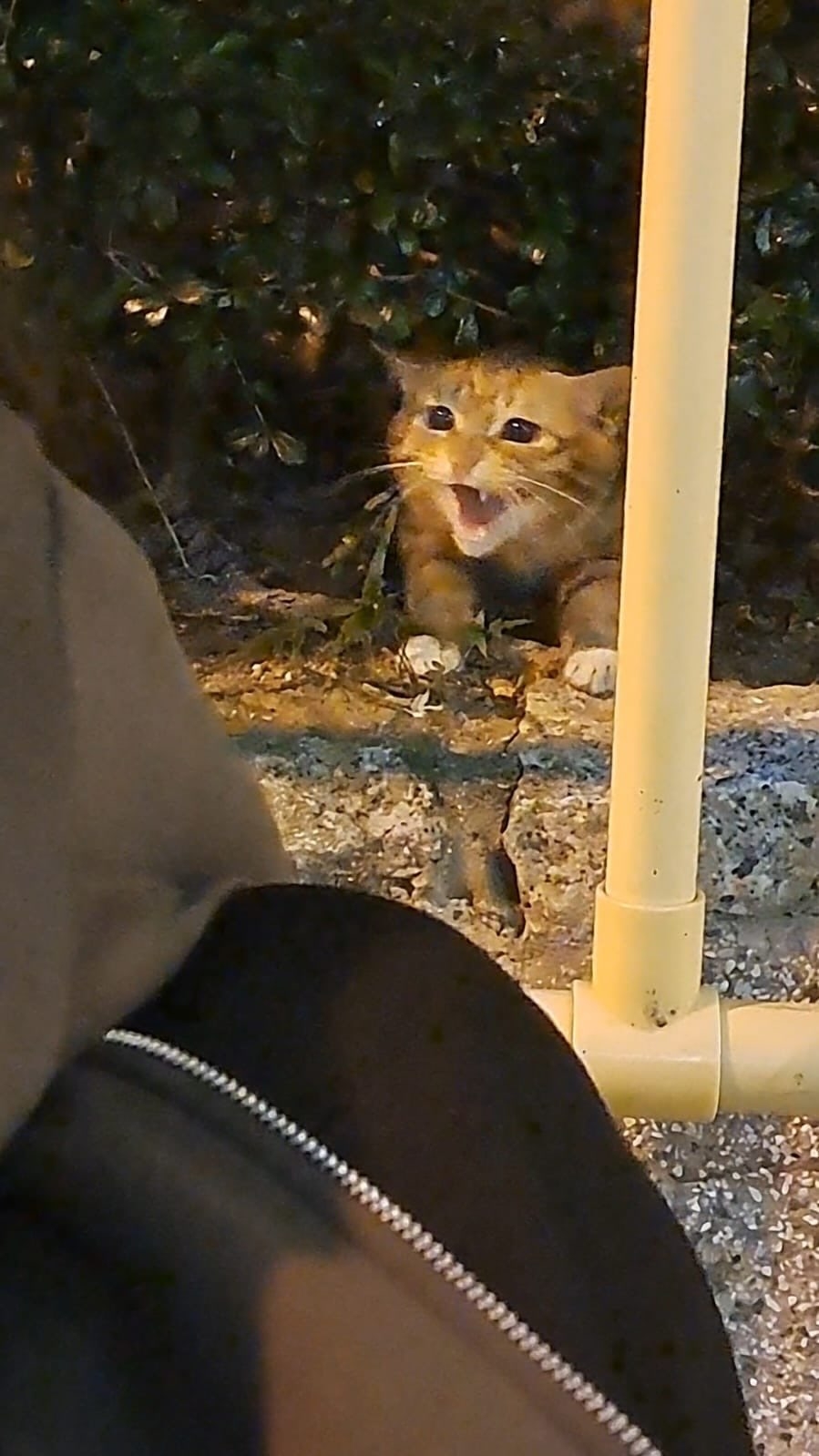 疑似走失橘色家貓（網上圖片）