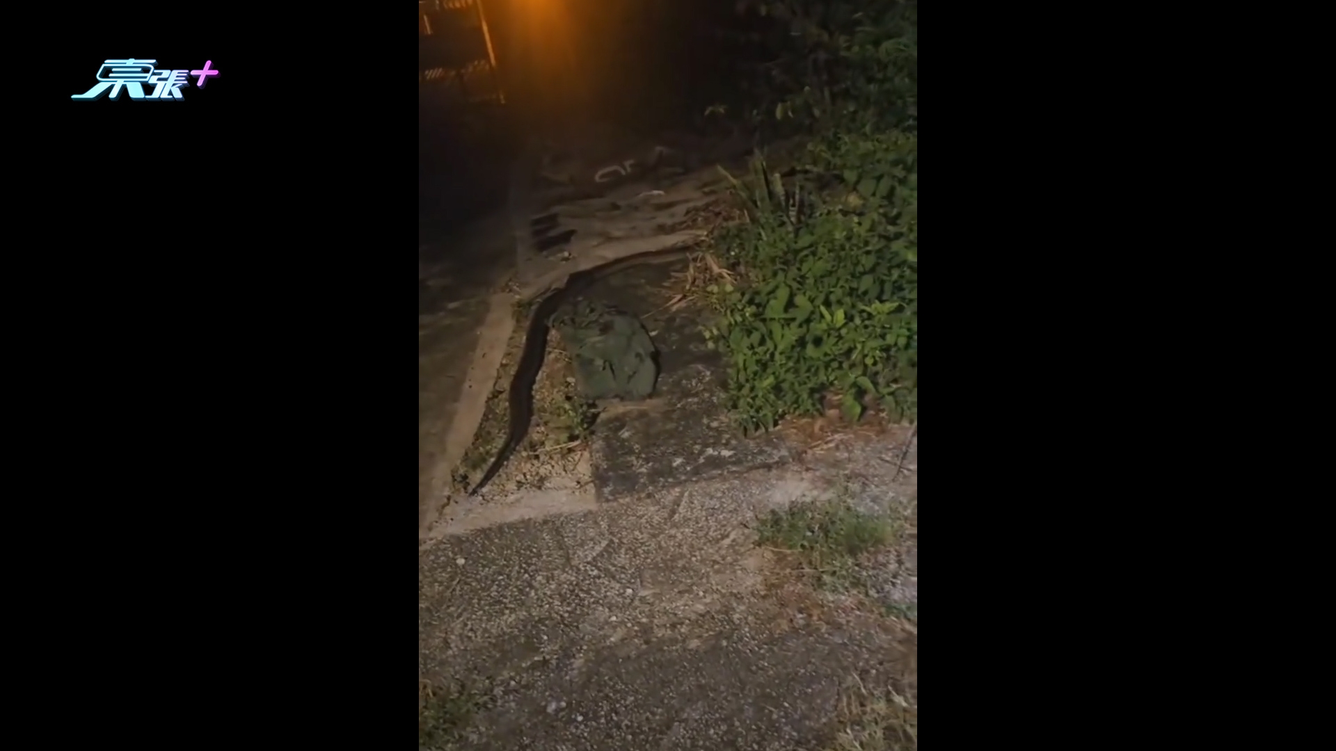 元朗錦田驚現蛇蹤　大蛇出沒搵食嚇親人　街坊笑稱：應算作野生動物園
