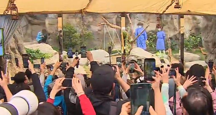 大熊貓兩姊弟正式與公眾見面