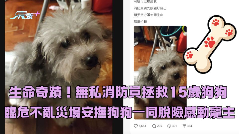 大埔宏福苑五級火｜無私消防員拯救15歲狗狗 臨危不亂災場安撫狗狗一同脫險感動寵主