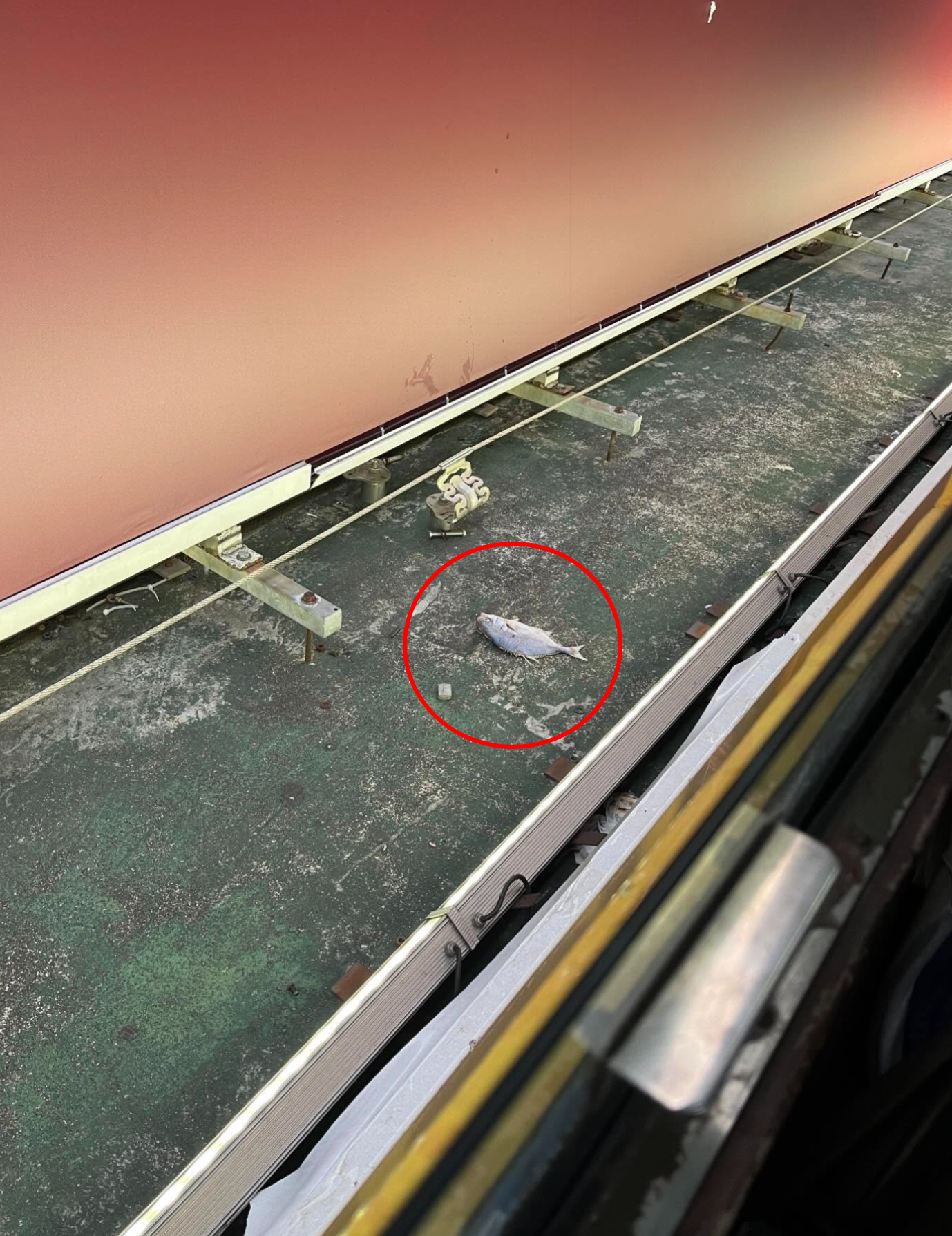 東張西望報料｜車站上蓋「無奇不有」