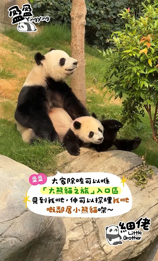 港產大熊貓｜龍鳳胎家姐叫「加加」　細佬叫「得得」　寓意具備中國人崇尚美德