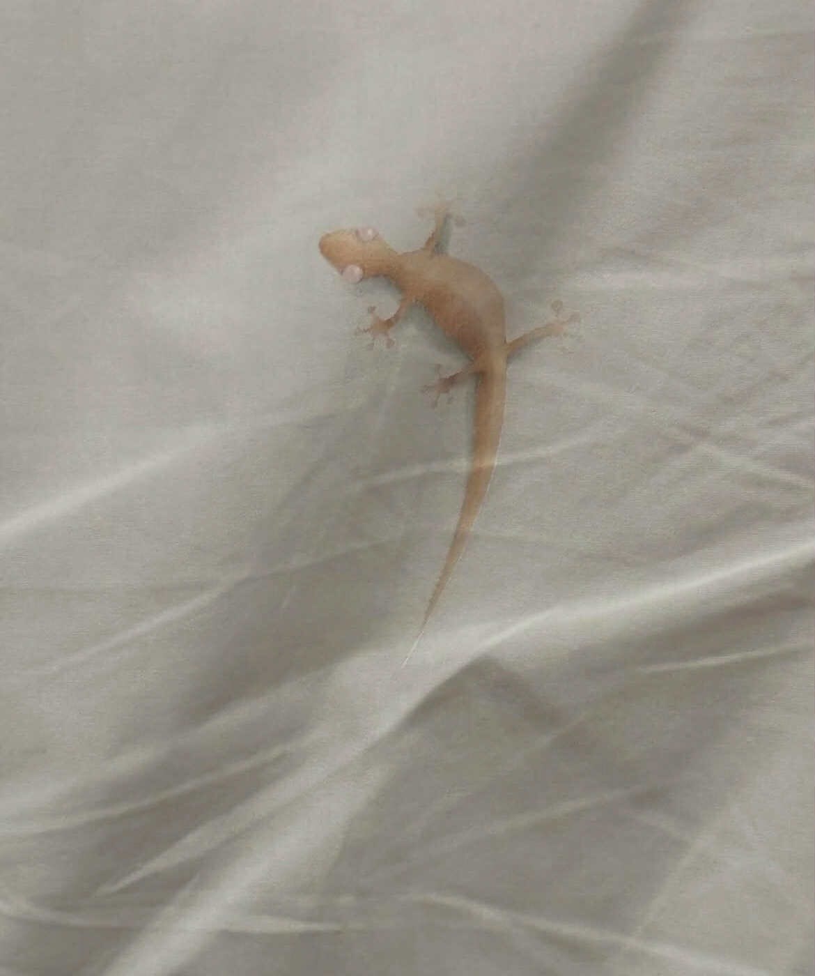 港鐵站等車前方男士身上驚見四腳蛇　原來係「流嘢」引熱議：疑幻似真