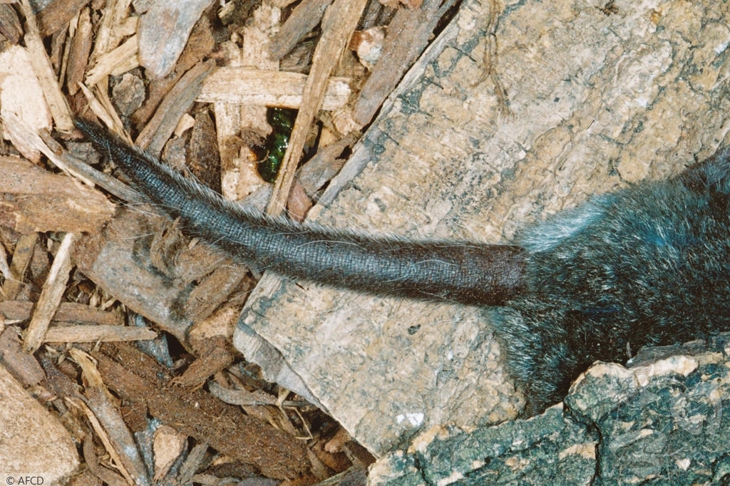 漁護署資料指出，臭鼩屬鼩鼱科。(漁護署)
