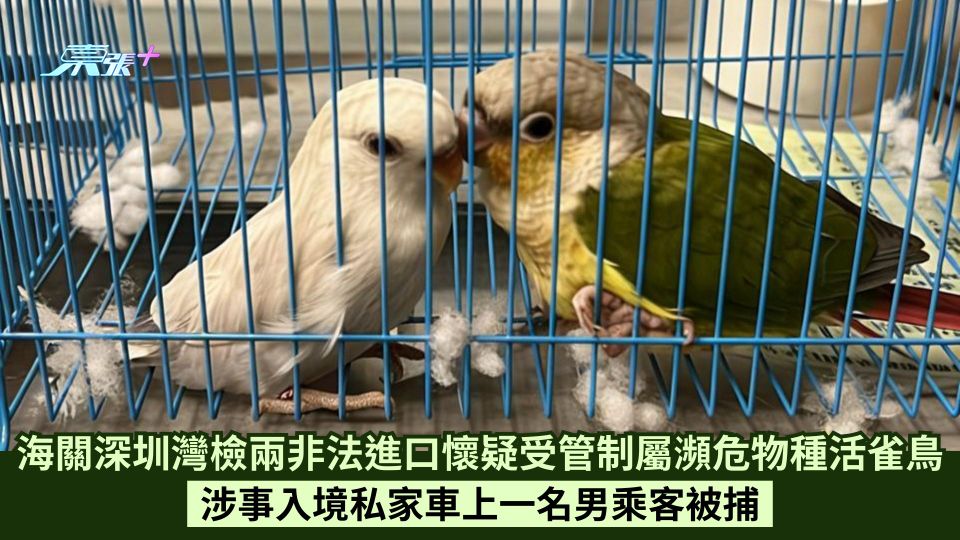 海關深圳灣檢兩非法進口懷疑受管制屬瀕危物種活雀鳥 涉事入境私家車上一名男乘客被捕