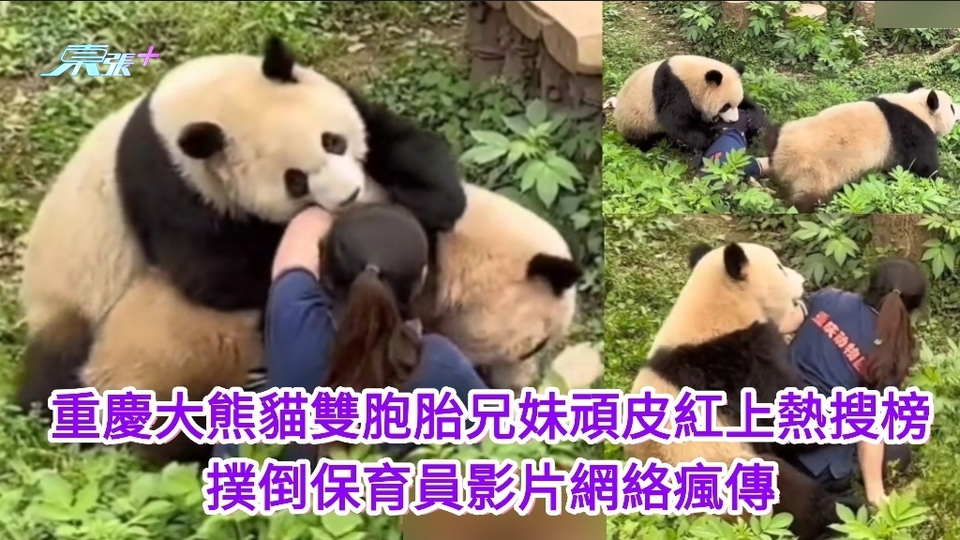 有片｜重慶大熊貓雙胞胎兄妹頑皮紅上熱搜榜 撲倒保育員影片網絡瘋傳