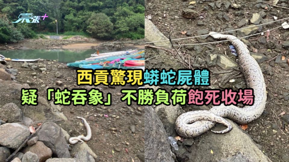 西貢驚現蟒蛇屍體  疑「蛇吞象」不勝負荷飽死收場 