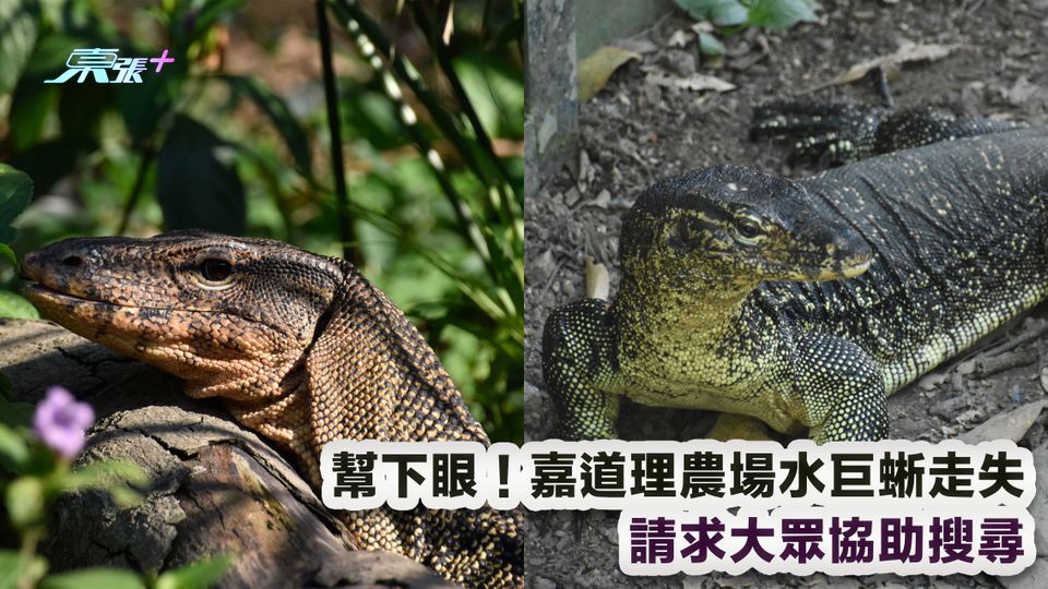 幫下眼！嘉道理農場水巨蜥走失 請求大眾協助搜尋