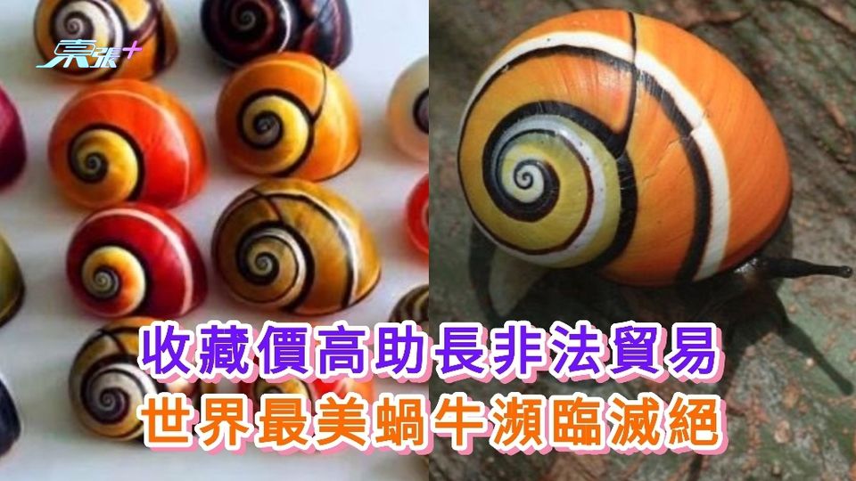 有片丨收藏價高助長非法貿易 世界最美蝸牛瀕臨滅絕