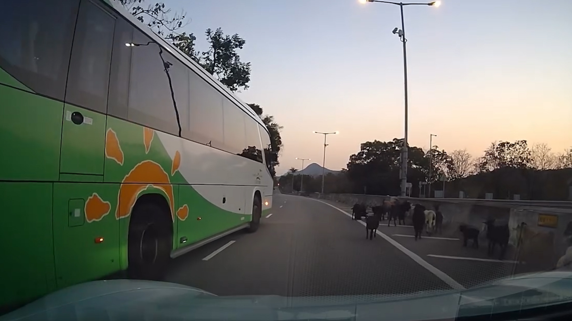 車Cam直擊｜山羊上高速公路勁得意　車主禮讓「過馬路」：日日都咁樣行