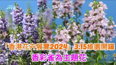 「香港花卉展覽2024」3.15維園開鑼 香彩雀為主題花
