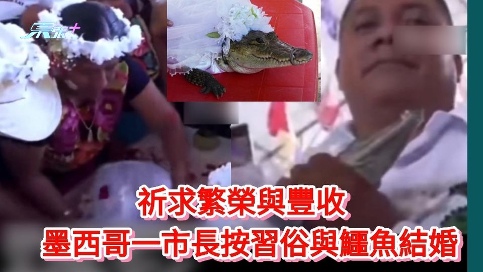 有片丨祈求繁榮與豐收 墨西哥一市長按習俗與鱷魚結婚