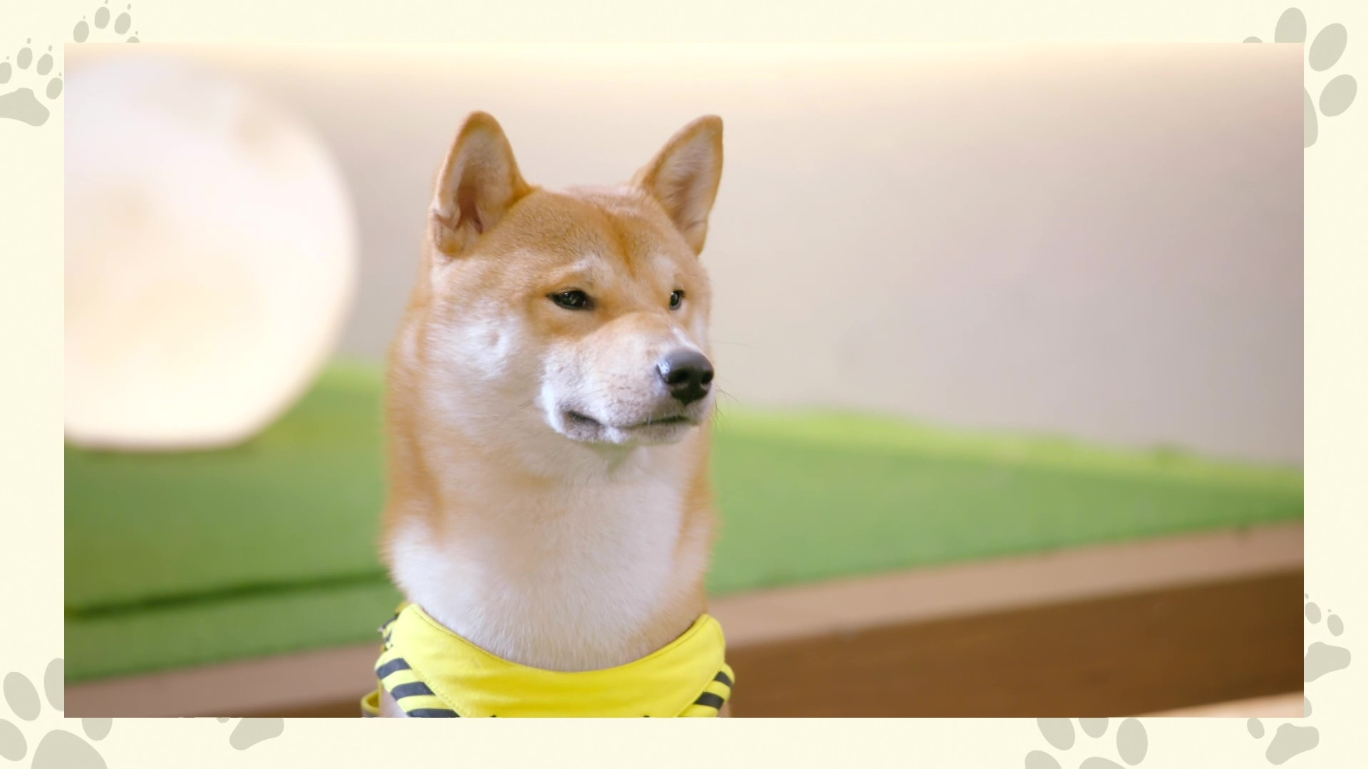 柴九由霍健邦聲演。