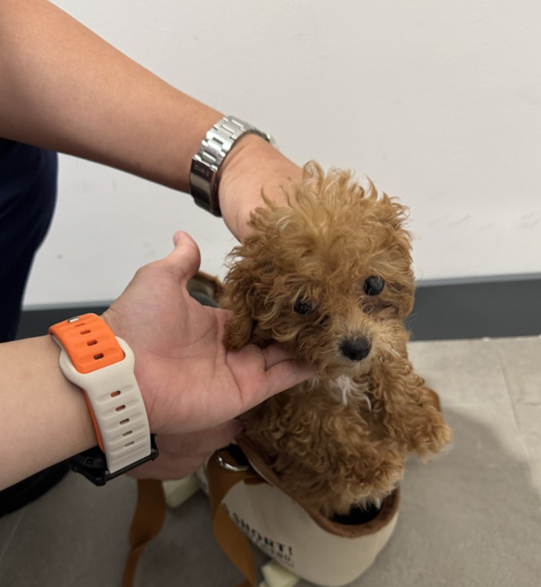 推單車用手提袋載3隻貓狗入境