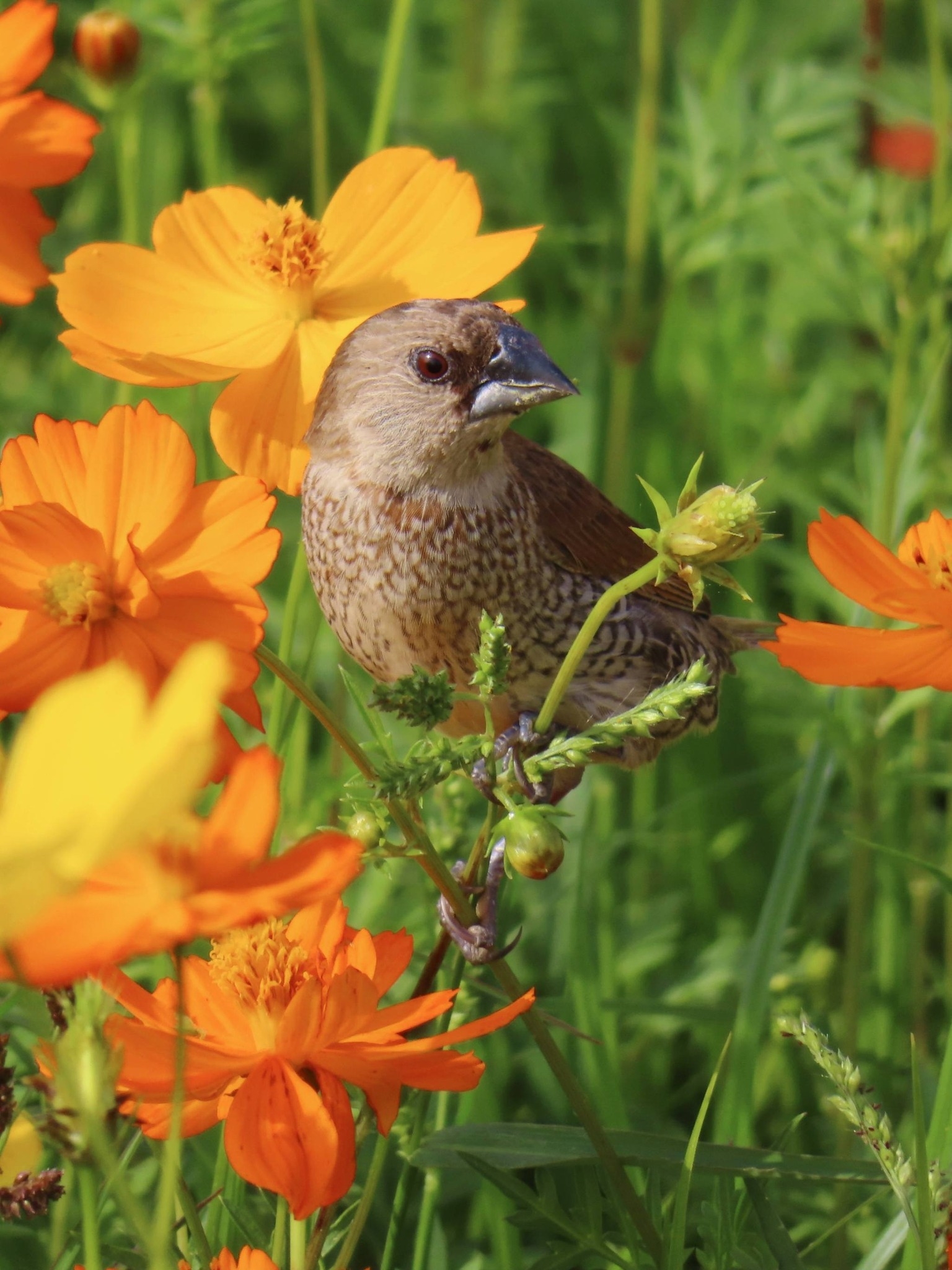 可能是鳥的圖像