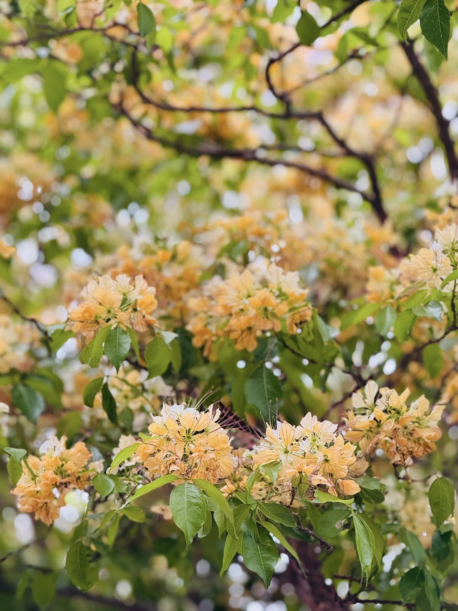 可能是唐棣屬植物、花、小木犀樹和核果樹的圖像
