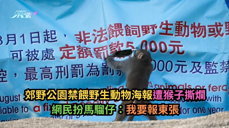 郊野公園禁餵野生動物海報遭猴子撕爛　網民扮馬騮仔：我要報東張