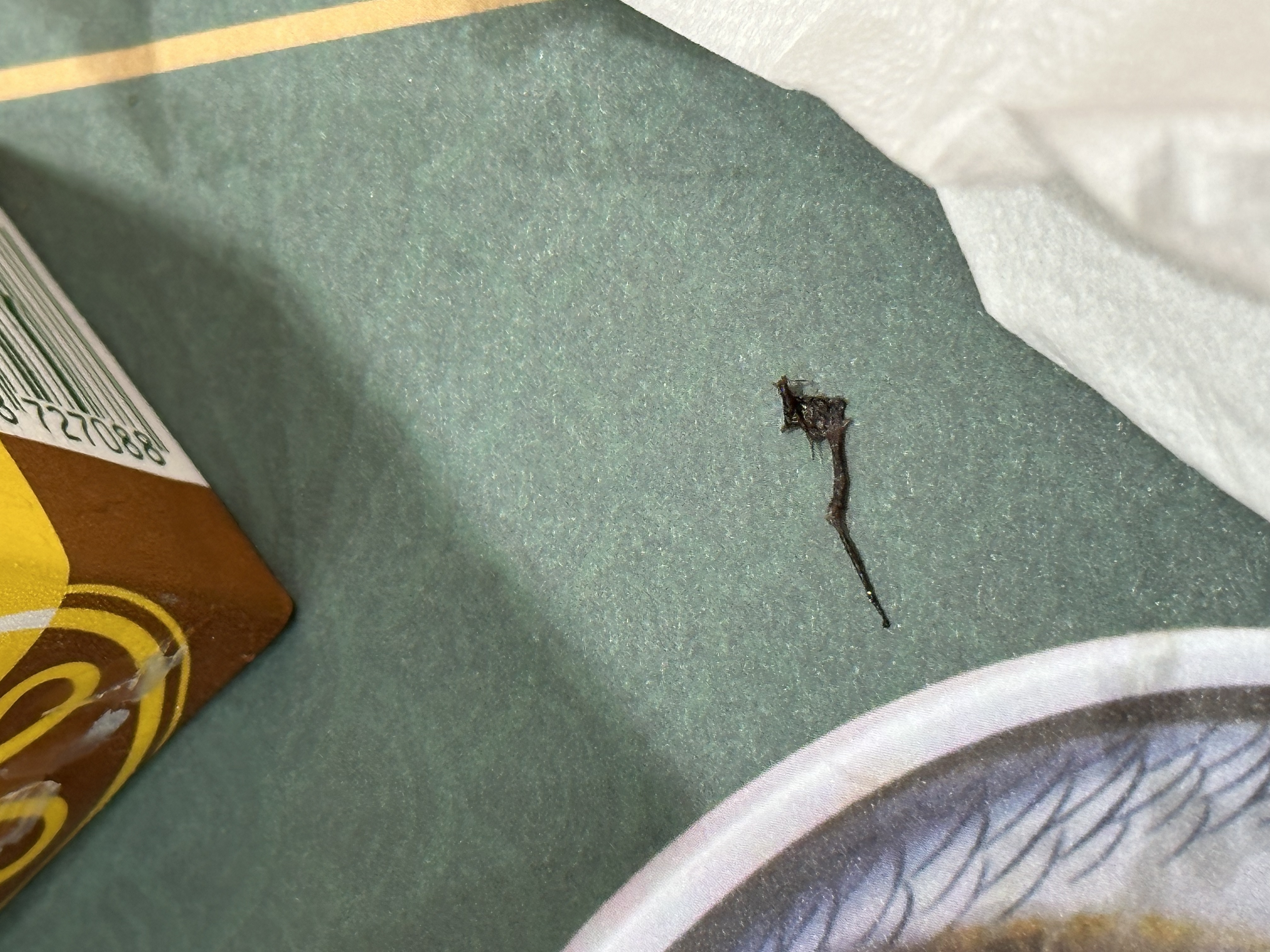 東張西望報料｜又有曱甴！尖沙嘴麵店食滷水麵中昆蟲　報料者：兩碗都有 (圖片由觀眾H小姐提供)