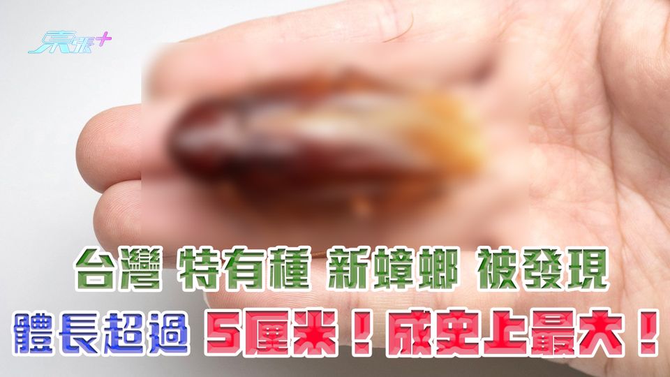 台灣特有種新蟑螂被發現 體長超過5厘米！