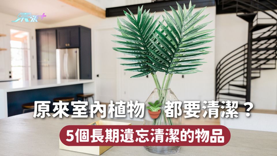 大掃除🧹原來室內植物🪴都要清潔？ 5個長期遺忘清潔的物品