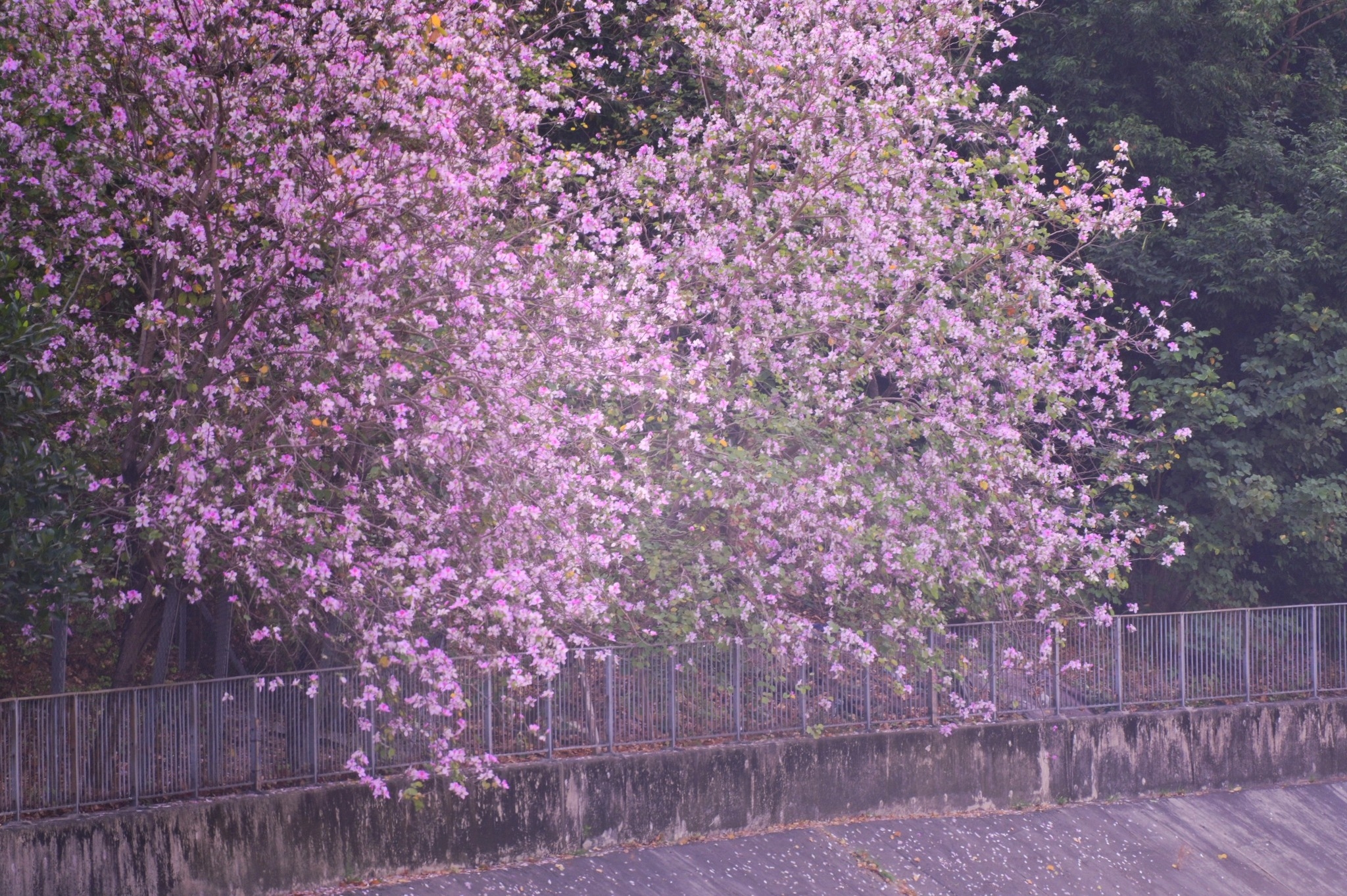 可能是樹的圖像