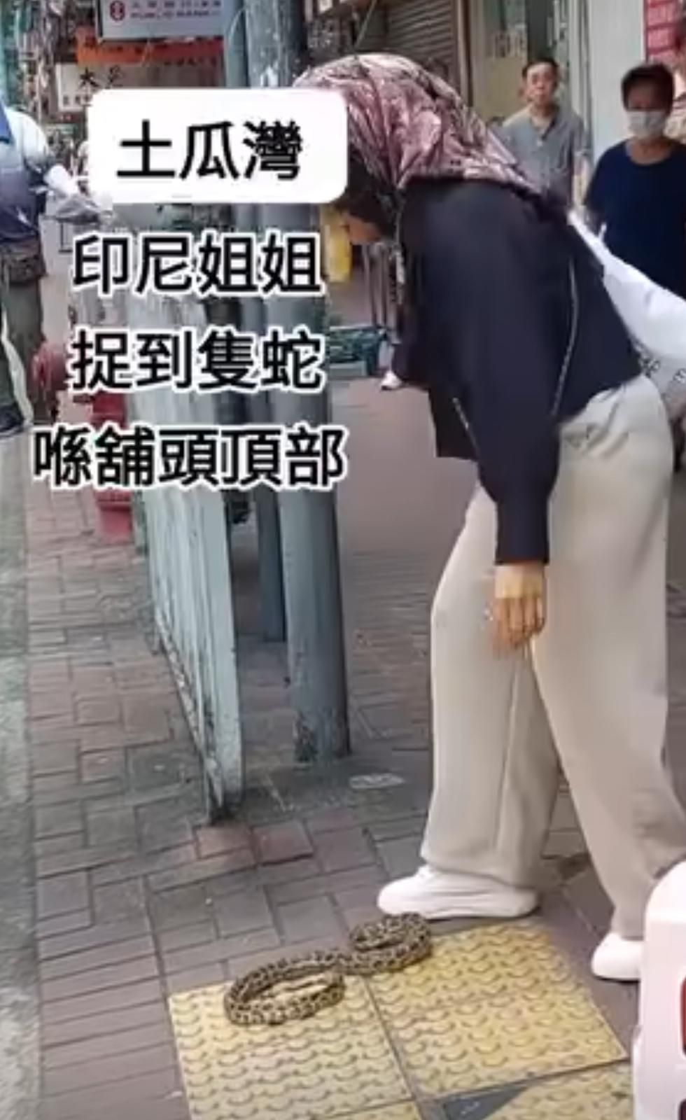 土瓜灣印尼姐姐徒手捉蛇