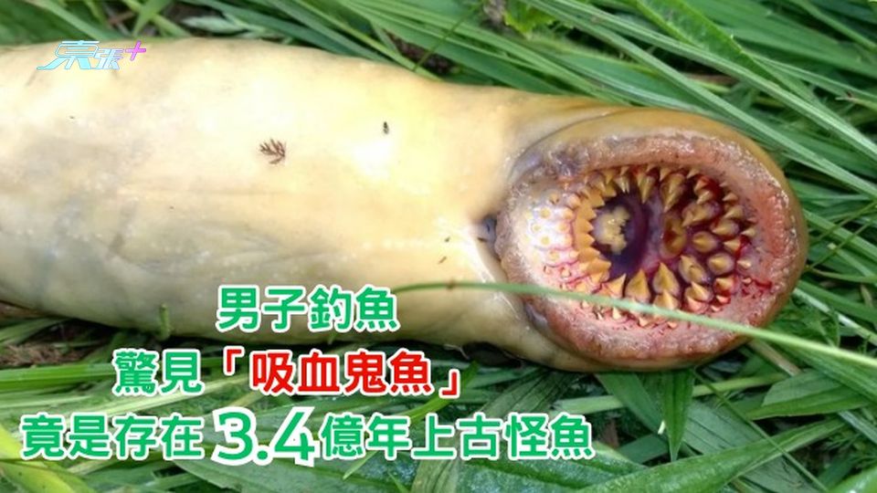 男子釣魚驚見「吸血鬼魚」 竟是存在3.4億年上古怪魚