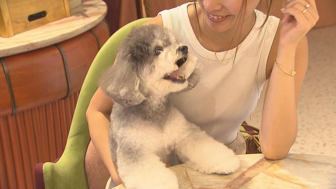 施政報告2025｜政府將推狗隻進入食肆牌照　獲批食肆設明確標示