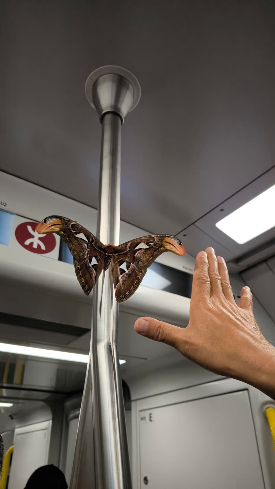 東鐵線現可愛「不速之客」　觀眾報料見到蛇頭蛾：陪住大家坐車！