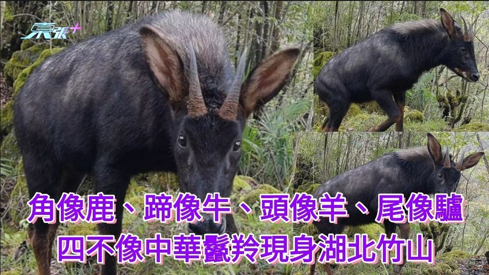 角像鹿、蹄像牛、頭像羊、尾像驢 四不像中華鬣羚現身湖北竹山 - 東張+